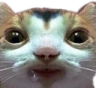 catstare2 Discord emoji