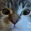 veebunMattoCatto