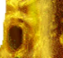 goldchamp goldchamp