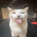 cat cat