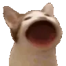 popcat