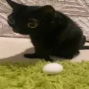 h_jinxegg