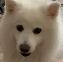 doglux doglux