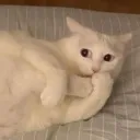 oop