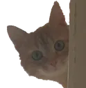 lurkCat