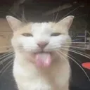 c_sillycat