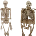 skulls