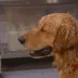 sweat_dog