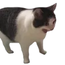 meow_aaaaaaa