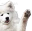 dog_wave dog_wave