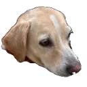 cladymoji