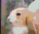 labbit