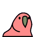 discoparrot