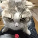 ragecat