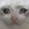 sadcat sadcat