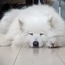 sleepingkeela