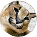 floppa_stare