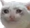 sad_cat sad_cat