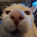 stare stare