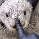 boop