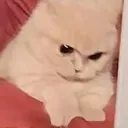 Hmmp