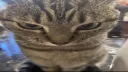 funnycaat