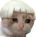 catonionhead