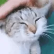 ManyPets