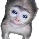 monkee