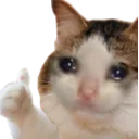 catthumbsup