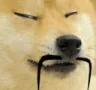 chinadog chinadog