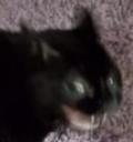 greh Discord emoji
