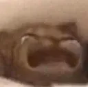 catsob