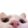 catlurk