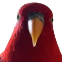 BirbStare