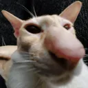 trollocat
