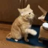 cathandshake