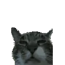 catsplode