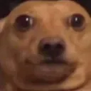 staredog Discord Emoji