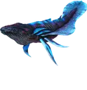 SpaceWhale