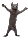 cat_dances