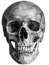 highqualityskull