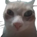 Catto8
