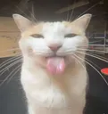 blehhhh