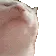 catJAM
