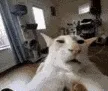 guh