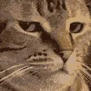 catBruh