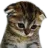 cat_sad