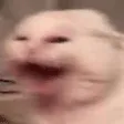 catlaugh