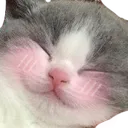 cataww cataww